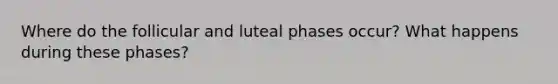 Where do the follicular and luteal phases occur? What happens during these phases?