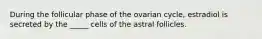 During the follicular phase of the ovarian cycle, estradiol is secreted by the _____ cells of the astral follicles.