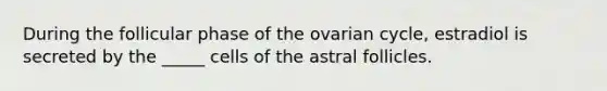 During the follicular phase of the ovarian cycle, estradiol is secreted by the _____ cells of the astral follicles.