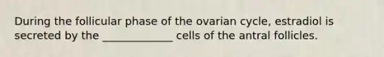 During the follicular phase of the ovarian cycle, estradiol is secreted by the _____________ cells of the antral follicles.