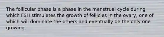 The follicular phase is a phase in the menstrual cycle during which FSH stimulates the growth of follicles in the ovary, one of which will dominate the others and eventually be the only one growing.