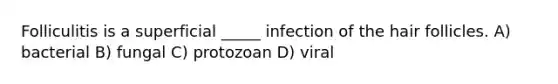 Folliculitis is a superficial _____ infection of the hair follicles. A) bacterial B) fungal C) protozoan D) viral