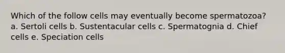 Which of the follow cells may eventually become spermatozoa? a. Sertoli cells b. Sustentacular cells c. Spermatognia d. Chief cells e. Speciation cells