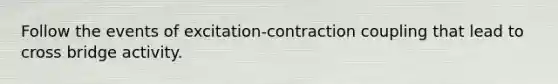 Follow the events of excitation-contraction coupling that lead to cross bridge activity.