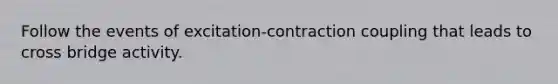 Follow the events of excitation-contraction coupling that leads to cross bridge activity.