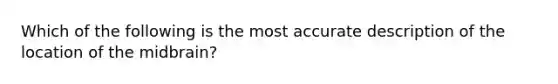 Which of the following is the most accurate description of the location of the midbrain?