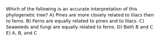 Which of the following is an accurate interpretation of this phylogenetic tree? A) Pines are more closely related to lilacs then to ferns. B) Ferns are equally related to pines and to lilacs. C) Seaweeds and fungi are equally related to ferns. D) Both B and C E) A, B, and C