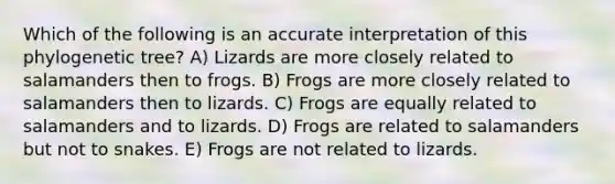 Which of the following is an accurate interpretation of this phylogenetic tree? A) Lizards are more closely related to salamanders then to frogs. B) Frogs are more closely related to salamanders then to lizards. C) Frogs are equally related to salamanders and to lizards. D) Frogs are related to salamanders but not to snakes. E) Frogs are not related to lizards.