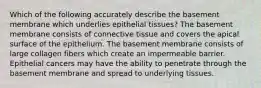 Which of the following accurately describe the basement membrane which underlies epithelial tissues? The basement membrane consists of connective tissue and covers the apical surface of the epithelium. The basement membrane consists of large collagen fibers which create an impermeable barrier. Epithelial cancers may have the ability to penetrate through the basement membrane and spread to underlying tissues.