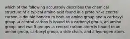 which of the following accurately describes the chemical structure of a typical amino acid found in a protein? -a central carbon is double bonded to both an amino group and a carboxyl group -a central carbon is bound to a carbonyl group, an amino group, and two R groups -a central carbon atom is bound to an amino group, carboxyl group, a side chain, and a hydrogen atom.