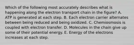 Which of the following most accurately describes what is happening along the electron transport chain in the figure? A. ATP is generated at each step. B. Each electron carrier alternates between being reduced and being oxidized. C. Chemiosmosis is coupled with electron transfer. D. Molecules in the chain give up some of their potential energy. E. Energy of the electrons increases at each step.