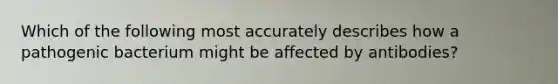 Which of the following most accurately describes how a pathogenic bacterium might be affected by antibodies?