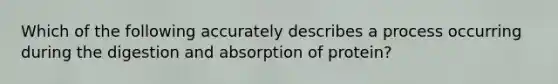 Which of the following accurately describes a process occurring during the digestion and absorption of protein?