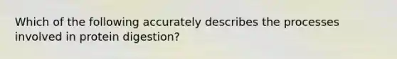 Which of the following accurately describes the processes involved in protein digestion?