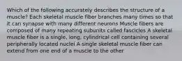 Which of the following accurately describes the structure of a muscle? Each skeletal muscle fiber branches many times so that it can synapse with many different neurons Muscle fibers are composed of many repeating subunits called fascicles A skeletal muscle fiber is a single, long, cylindrical cell containing several peripherally located nuclei A single skeletal muscle fiber can extend from one end of a muscle to the other