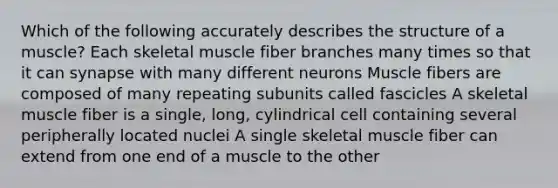 Which of the following accurately describes the structure of a muscle? Each skeletal muscle fiber branches many times so that it can synapse with many different neurons Muscle fibers are composed of many repeating subunits called fascicles A skeletal muscle fiber is a single, long, cylindrical cell containing several peripherally located nuclei A single skeletal muscle fiber can extend from one end of a muscle to the other