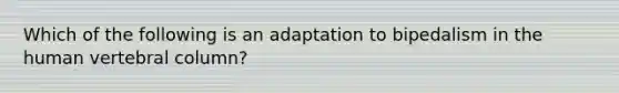 Which of the following is an adaptation to bipedalism in the human vertebral column?