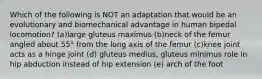 Which of the following is NOT an adaptation that would be an evolutionary and biomechanical advantage in human bipedal locomotion? (a)large gluteus maximus (b)neck of the femur angled about 55° from the long axis of the femur (c)knee joint acts as a hinge joint (d) gluteus medius, gluteus minimus role in hip abduction instead of hip extension (e) arch of the foot