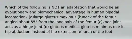 Which of the following is NOT an adaptation that would be an evolutionary and biomechanical advantage in human bipedal locomotion? (a)large gluteus maximus (b)neck of the femur angled about 55° from the long axis of the femur (c)knee joint acts as a hinge joint (d) gluteus medius, gluteus minimus role in hip abduction instead of hip extension (e) arch of the foot