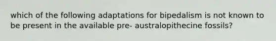 which of the following adaptations for bipedalism is not known to be present in the available pre- australopithecine fossils?