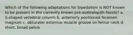 Which of the following adaptations for bipedalism is NOT known to be present in the currently known pre-australopith fossils? a. S-shaped vertebral column b. anteriorly positioned foramen magnum c. obturator externus muscle groove on femur neck d. short, broad pelvis