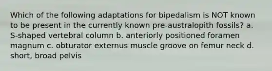 Which of the following adaptations for bipedalism is NOT known to be present in the currently known pre-australopith fossils? a. S-shaped vertebral column b. anteriorly positioned foramen magnum c. obturator externus muscle groove on femur neck d. short, broad pelvis