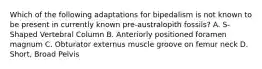 Which of the following adaptations for bipedalism is not known to be present in currently known pre-australopith fossils? A. S-Shaped Vertebral Column B. Anteriorly positioned foramen magnum C. Obturator externus muscle groove on femur neck D. Short, Broad Pelvis