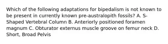 Which of the following adaptations for bipedalism is not known to be present in currently known pre-australopith fossils? A. S-Shaped Vertebral Column B. Anteriorly positioned foramen magnum C. Obturator externus muscle groove on femur neck D. Short, Broad Pelvis