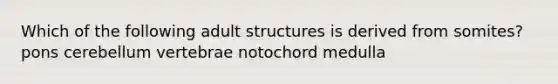 Which of the following adult structures is derived from somites? pons cerebellum vertebrae notochord medulla