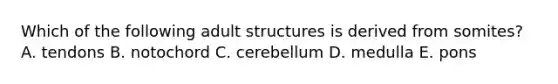 Which of the following adult structures is derived from somites? A. tendons B. notochord C. cerebellum D. medulla E. pons