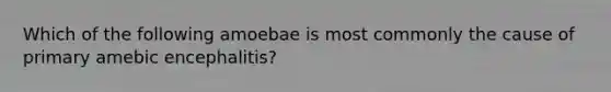 Which of the following amoebae is most commonly the cause of primary amebic encephalitis?