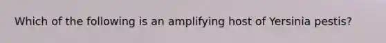 Which of the following is an amplifying host of Yersinia pestis?