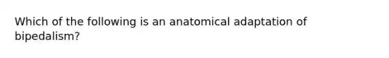 Which of the following is an anatomical adaptation of bipedalism?