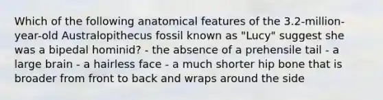 Which of the following anatomical features of the 3.2-million-year-old Australopithecus fossil known as "Lucy" suggest she was a bipedal hominid? - the absence of a prehensile tail - a large brain - a hairless face - a much shorter hip bone that is broader from front to back and wraps around the side