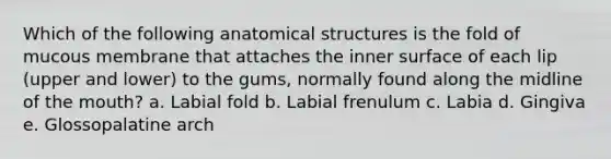 Which of the following anatomical structures is the fold of mucous membrane that attaches the inner surface of each lip (upper and lower) to the gums, normally found along the midline of the mouth? a. Labial fold b. Labial frenulum c. Labia d. Gingiva e. Glossopalatine arch