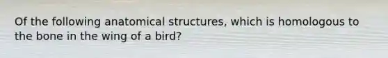 Of the following anatomical structures, which is homologous to the bone in the wing of a bird?