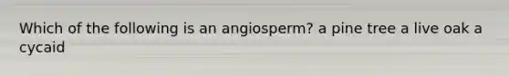 Which of the following is an angiosperm? a pine tree a live oak a cycaid