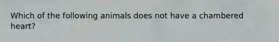 Which of the following animals does not have a chambered heart?