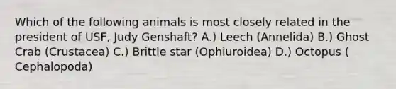 Which of the following animals is most closely related in the president of USF, Judy Genshaft? A.) Leech (Annelida) B.) Ghost Crab (Crustacea) C.) Brittle star (Ophiuroidea) D.) Octopus ( Cephalopoda)