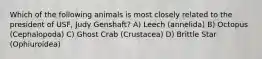 Which of the following animals is most closely related to the president of USF, Judy Genshaft? A) Leech (annelida) B) Octopus (Cephalopoda) C) Ghost Crab (Crustacea) D) Brittle Star (Ophiuroidea)