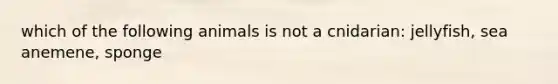 which of the following animals is not a cnidarian: jellyfish, sea anemene, sponge