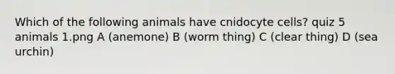 Which of the following animals have cnidocyte cells? quiz 5 animals 1.png A (anemone) B (worm thing) C (clear thing) D (sea urchin)