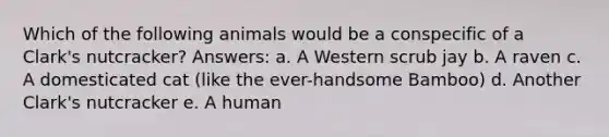 Which of the following animals would be a conspecific of a Clark's nutcracker? Answers: a. A Western scrub jay b. A raven c. A domesticated cat (like the ever-handsome Bamboo) d. Another Clark's nutcracker e. A human