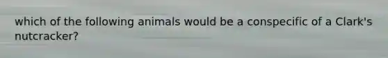 which of the following animals would be a conspecific of a Clark's nutcracker?