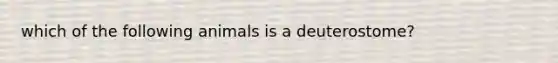 which of the following animals is a deuterostome?