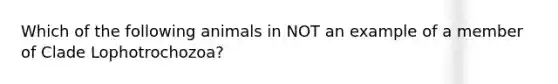 Which of the following animals in NOT an example of a member of Clade Lophotrochozoa?