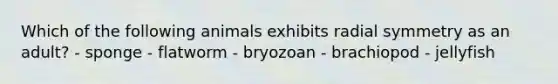 Which of the following animals exhibits radial symmetry as an adult? - sponge - flatworm - bryozoan - brachiopod - jellyfish