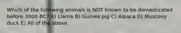 Which of the following animals is NOT known to be domesticated before 3000 BC? A) Llama B) Guinea pig C) Alpaca D) Muscovy duck E) All of the above