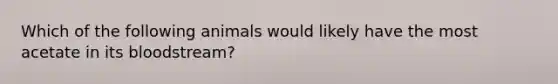 Which of the following animals would likely have the most acetate in its bloodstream?