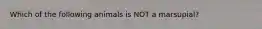 Which of the following animals is NOT a marsupial?